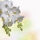 Miniatura fototapety Strahlend weiße Orchidee