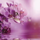 Miniatura fototapety Lila Orchidee im Wasser