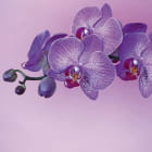 Miniatura fototapety Lila Orchidee
