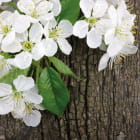 Miniatura fototapety Weiße Kirschblüten