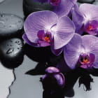 Miniatura fototapety Orchidee im Wasser