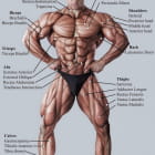 Miniatura fototapety Bodybuilder-Muskeln
