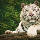 Miniatura fototapety Schöner weißer Tiger
