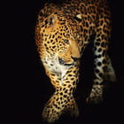 Miniatura fototapety Leopard auf schwarzem Hintergrund