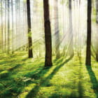 Miniatura fototapety Morgen in einem Kiefernwald
