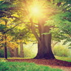 Miniatura fototapety Alter Baum