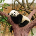 Miniatura fototapety Panda auf einem Ast