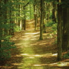 Miniatura fototapety Schattiger Waldweg