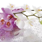 Miniatura fototapety Orchidee und Wassertropfen