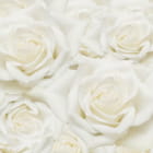 Miniatura fototapety Wunderschöne weiße Rosen