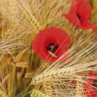 Miniatura fototapety Mohn und Ähren