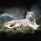 Miniatura fototapety Tiger auf dem Felsen