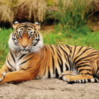 Miniatura fototapety Ussurischer Tiger