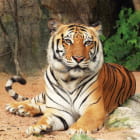 Miniatura fototapety Schöner Tiger