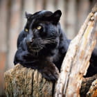 Miniatura fototapety Panther