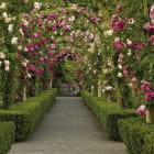 Miniatura fototapety Bogenblumen