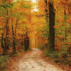 Miniatura fototapety Herbst im Wald