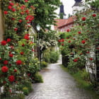 Miniatura fototapety Straße in Blumen